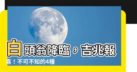 白頭翁預兆|【白頭翁 來家裡代表什麼】白頭翁降臨，吉兆報喜！。